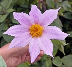 Dahlia imperialis