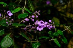 Prostanthera melissifolia