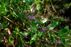 Prostanthera melissifolia