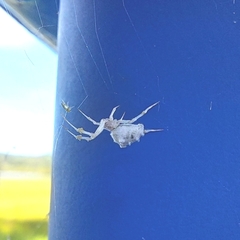Uloborus
