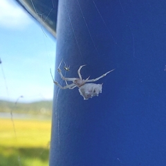 Uloborus