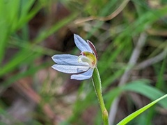 Caladenia prolata