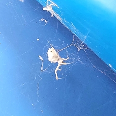 Uloborus