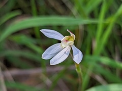 Caladenia prolata