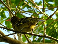 Oriolus flavocinctus