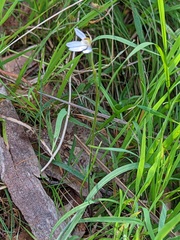Caladenia prolata