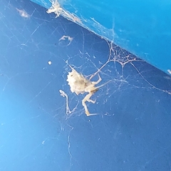 Uloborus