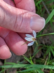 Caladenia prolata