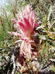 Hyobanche thinophila