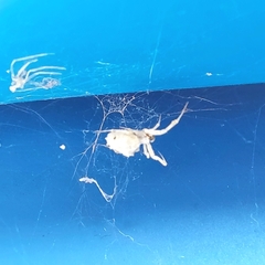 Uloborus
