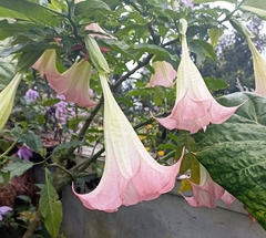 Brugmansia suaveolens