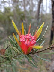 Lambertia formosa