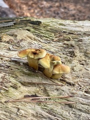 Fungi