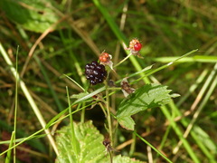 Rubus polonicus