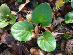Pyrola rotundifolia