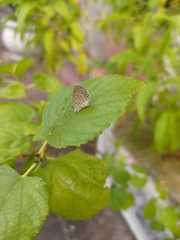 Pseudozizeeria maha okinawana
