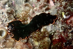 Pseudobiceros splendidus