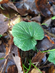 Geum