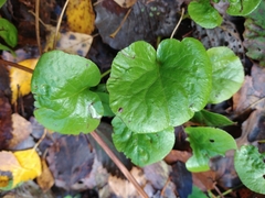 Pyrola minor