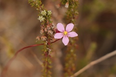 Drosera aliciae