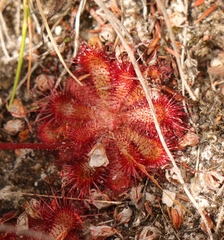 Drosera aliciae