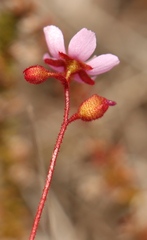 Drosera aliciae