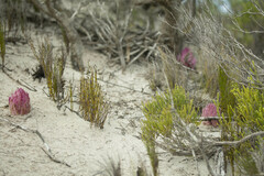 Hyobanche thinophila