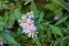 Aster yomena dentatus