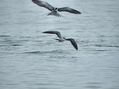 Onychoprion anaethetus