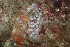 Pycnoclavella brava