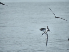 Onychoprion anaethetus