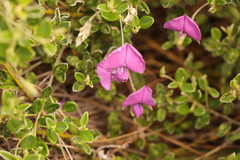 Podalyria buxifolia
