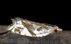 Euphona euphona