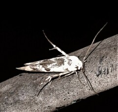 Stathmopoda melanochra