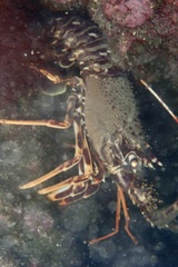 Palinurus elephas