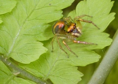 Cytaea