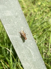 Sciomyzoidea