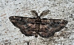 Pholodes sinistraria