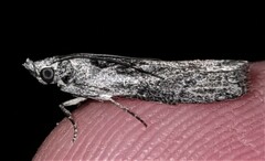 Sciota melanostyla