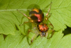 Cytaea