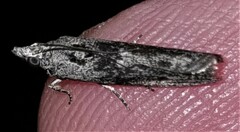 Sciota melanostyla