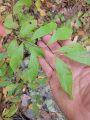 Vaccinioideae