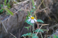 Aster microcephalus