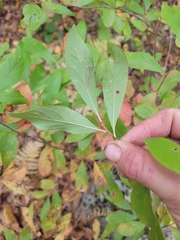 Vaccinioideae