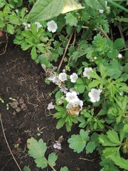 Phacelia platycarpa