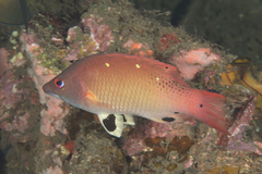 Bodianus dictynna