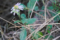 Aster microcephalus