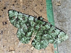 Aeolochroma hypochromaria