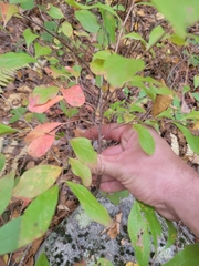 Vaccinioideae