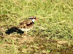 Elseyornis melanops